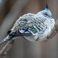 Holubi chocholatí jsou otužilí. Potřebují jen trošku víc potravy. 