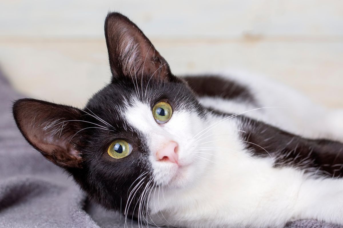 Kocour se vrátil domů po pěti měsících, ušel 250 kilometrů a překonal Pyreneje