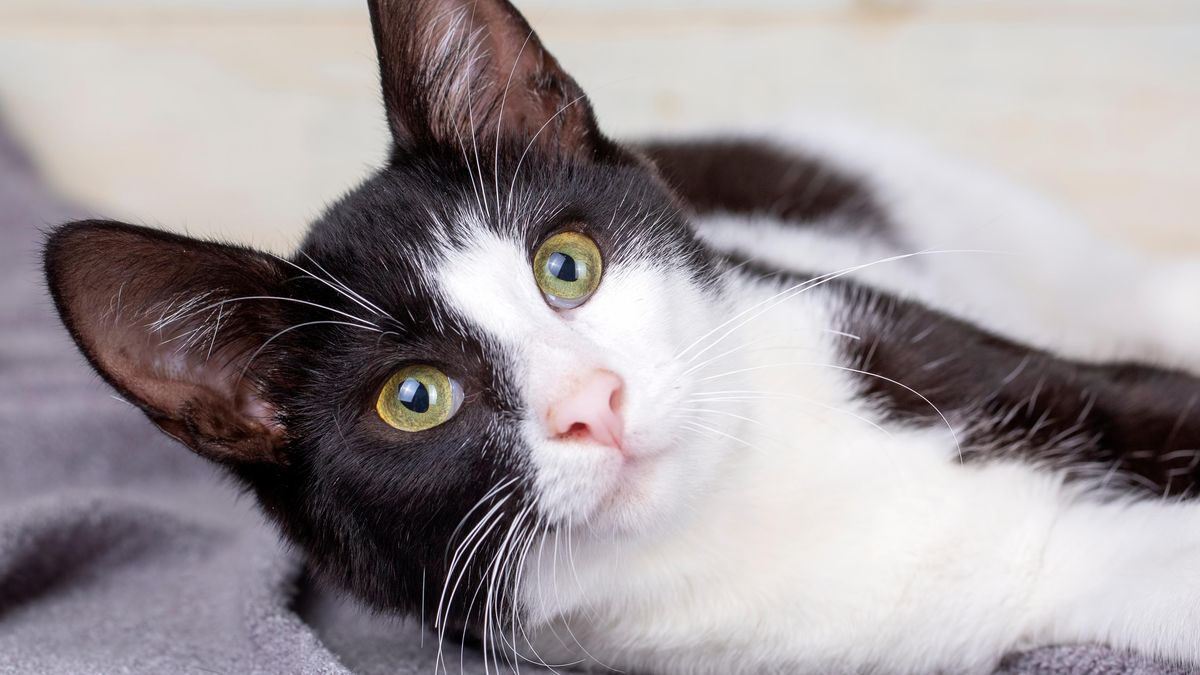 Kocour se vrátil domů po pěti měsících, ušel 250 kilometrů a překonal Pyreneje