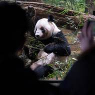 Japonci se loučili s pandami. Vypůjčená zvířata Siao Siao a Lei Lei budou přepravena do Číny. 