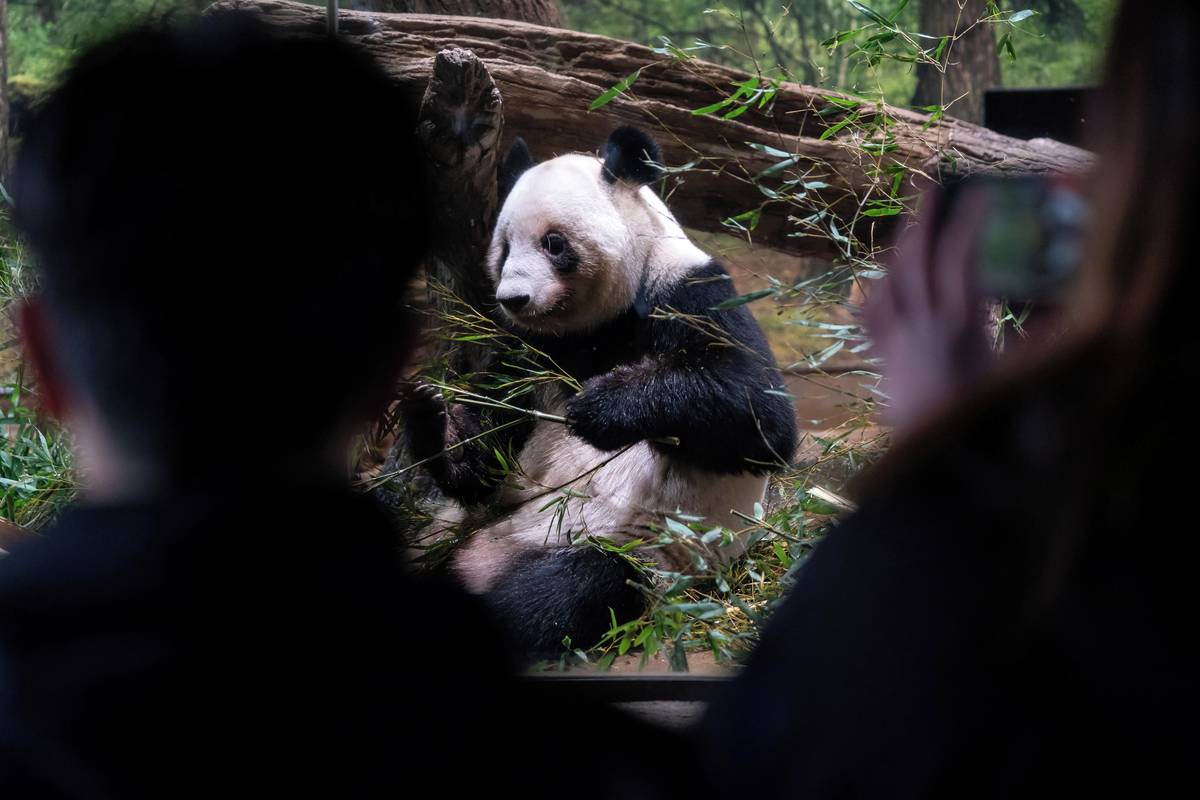 Japonci se loučili s pandami. Vypůjčená zvířata Siao Siao a Lei Lei budou přepravena do Číny. 