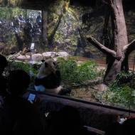 Návrat jiných pand se aktuálně nepředpokládá. Čínský zmocněnec na otázku reagoval pozváním japonských turistů do čínských zahrad. 