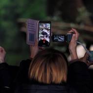 Pandy byly v Tokiu nesmírně oblíbené a v posledních dnech se zájem ještě zvýšil Do jejich expozice si speciální vstupenky smělo koupit jen 4800 lidí denně. 