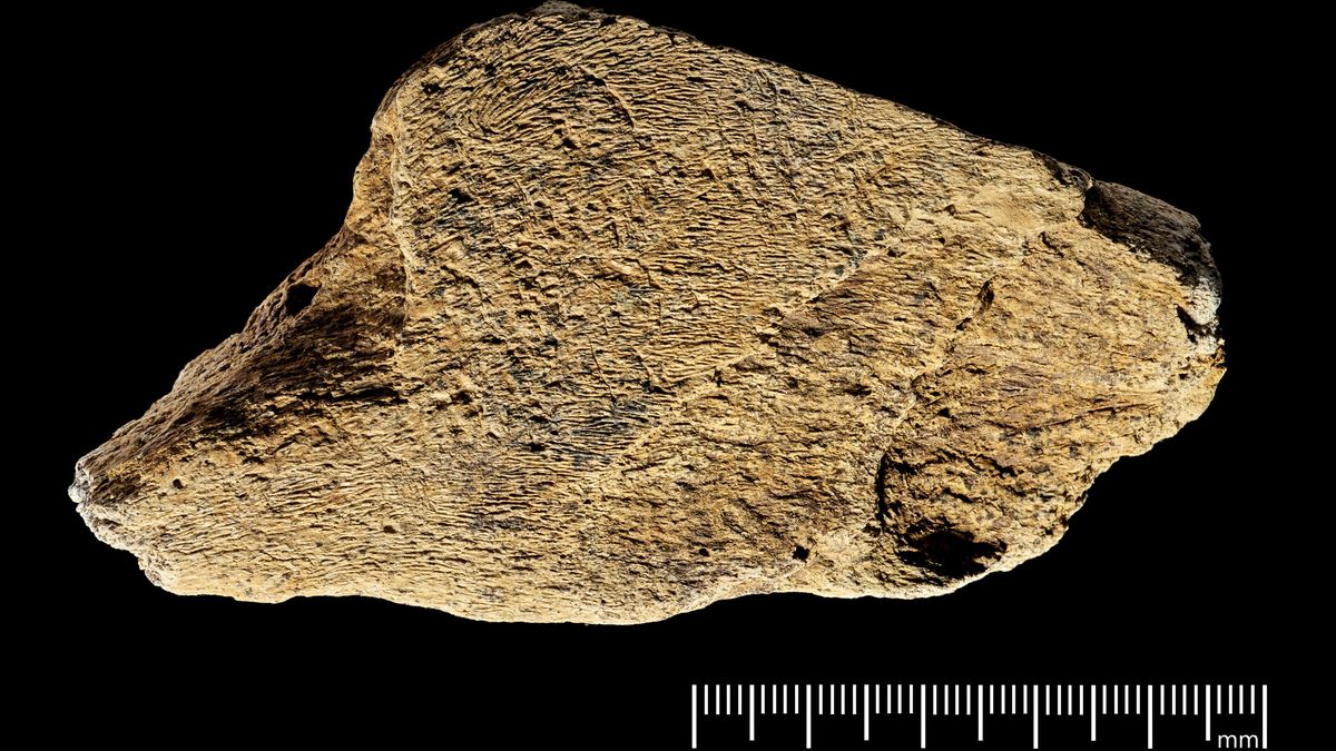 Nejstarší evropský nástroj vyrobený ze sloní kosti odhalil nečekanou zručnost pravěkých lidí