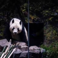 Přitom chov pand velkých trval v Japonsku nepřetržitě 54 let.  Od roku 1972. 