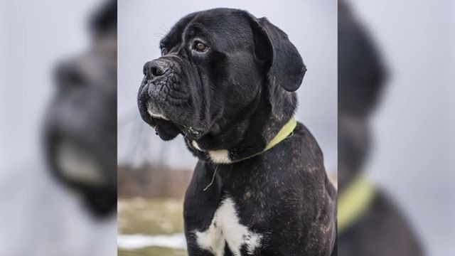 Krasavec Valda z lesa u Kaplice sedá, lehá, ale bohužel také zatím zůstává - v útulku