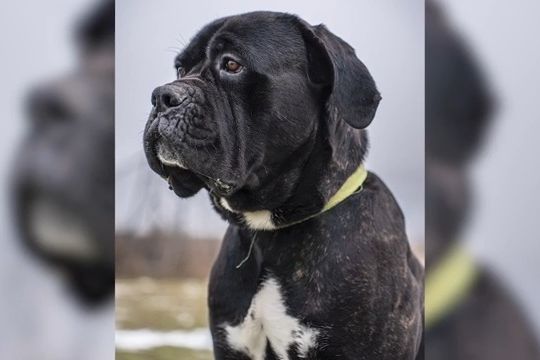 Krasavec Valda z lesa u Kaplice sedá, lehá, ale bohužel také zatím zůstává - v útulku