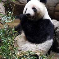 Reakce byla rychlá. Z Číny přišel požadavek na vrácení pand z Tokia…