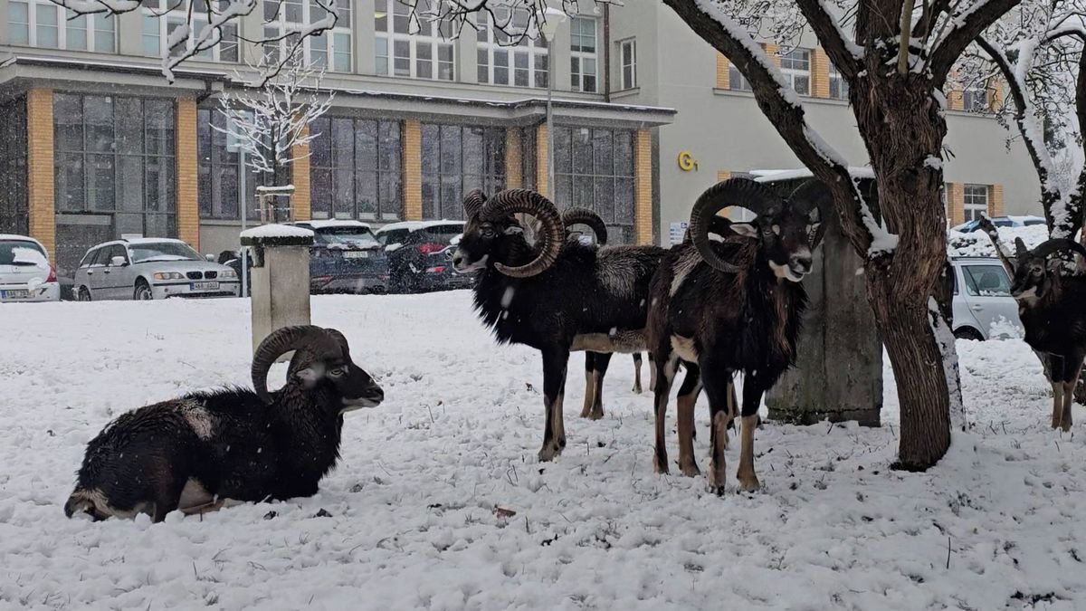 Muflonům se zalíbilo v areálu pražské krčské nemocnice. Kopýtkem hrabou u pavilonu B3