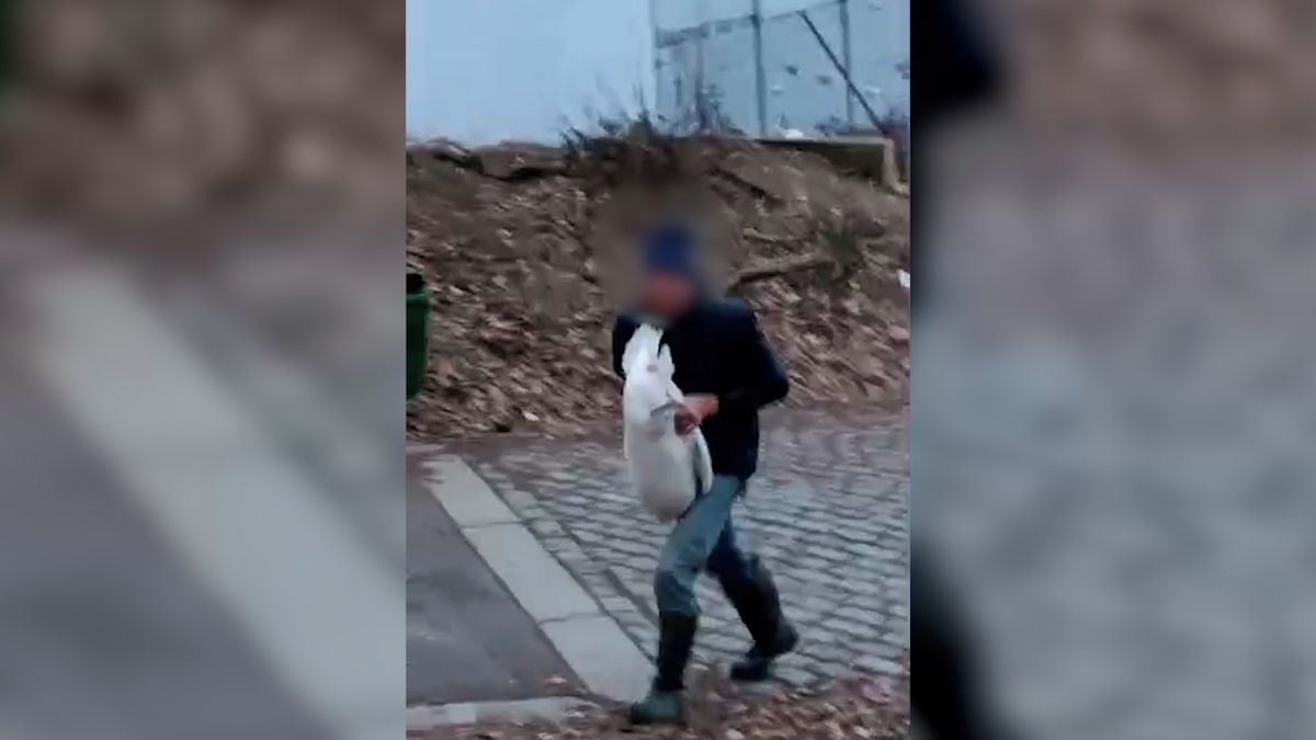 Labutě v centru Prahy se stávají kořistí neznámého muže v gumákách. Svědek to natočil