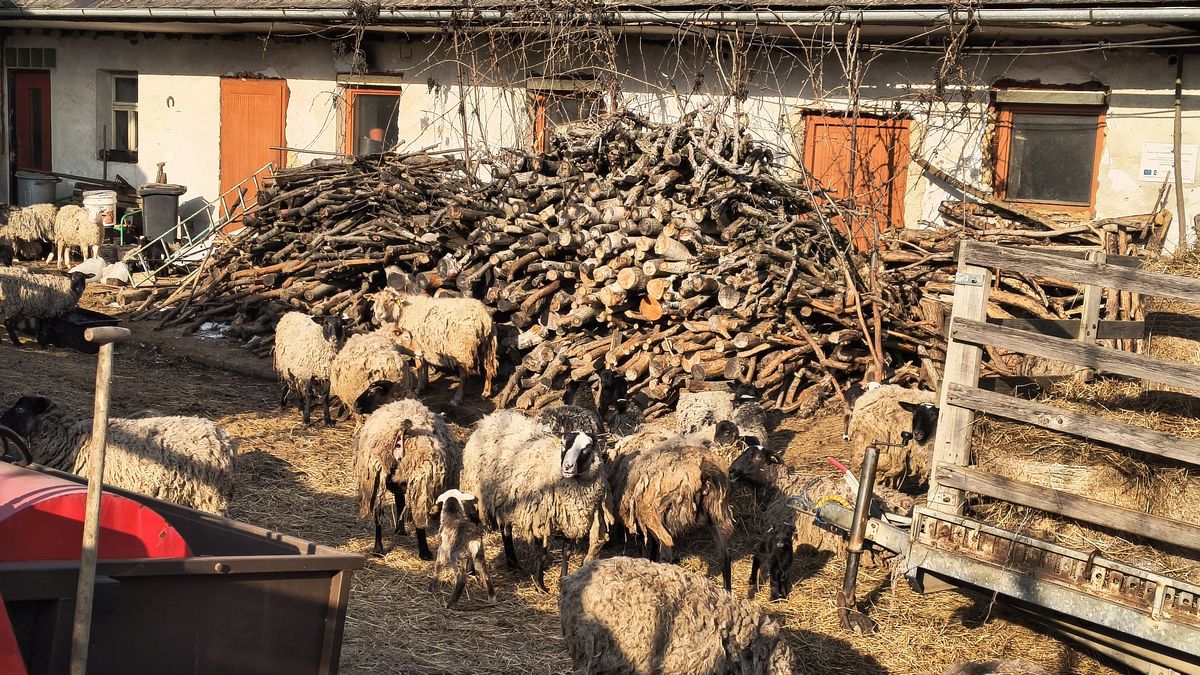 Hrůzné podmínky v chovu na Olomoucku. Veterináři našli podvyživené ovce i těla rozkládajících se jehňat