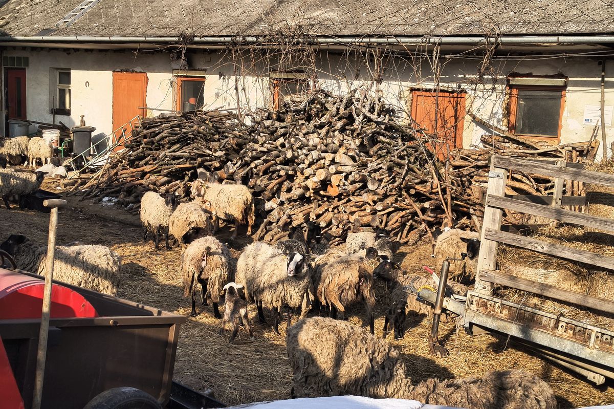 Hrůzné podmínky v chovu na Olomoucku. Veterináři našli podvyživené ovce i těla rozkládajících se jehňat
