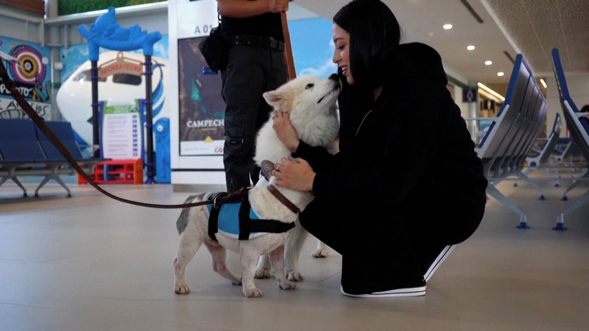 Na mexickém letišti nahrazují personál štěňátka. Jejich úkolem je mazlení