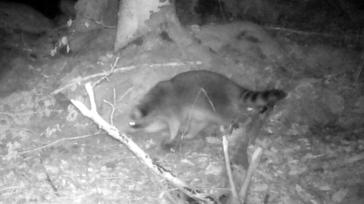 V Podyjí se zabydlel mýval. Ochranáři se ho chtějí zbavit