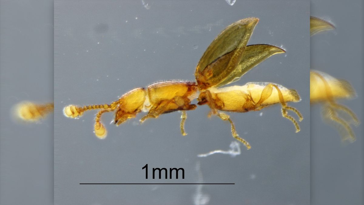 Olomoučtí vědci potvrdili jedinečnost brouka z Chile. Pochází z doby před 220 miliony let