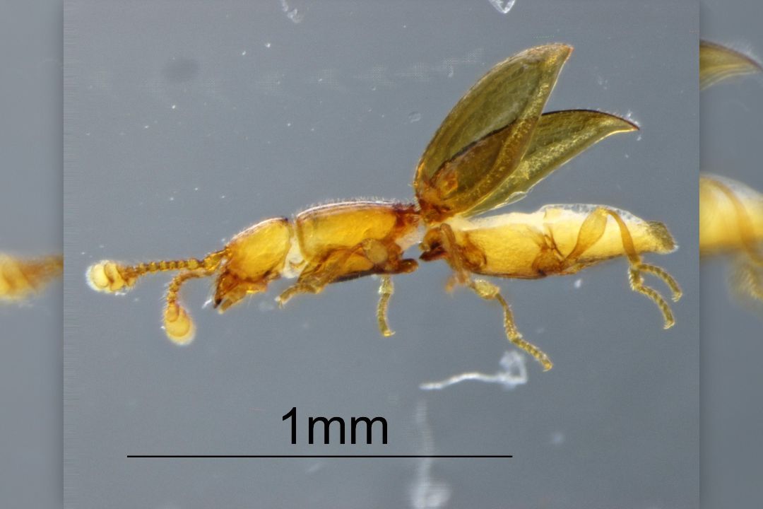 Olomoučtí vědci potvrdili jedinečnost brouka z Chile. Pochází z doby před 220 miliony let