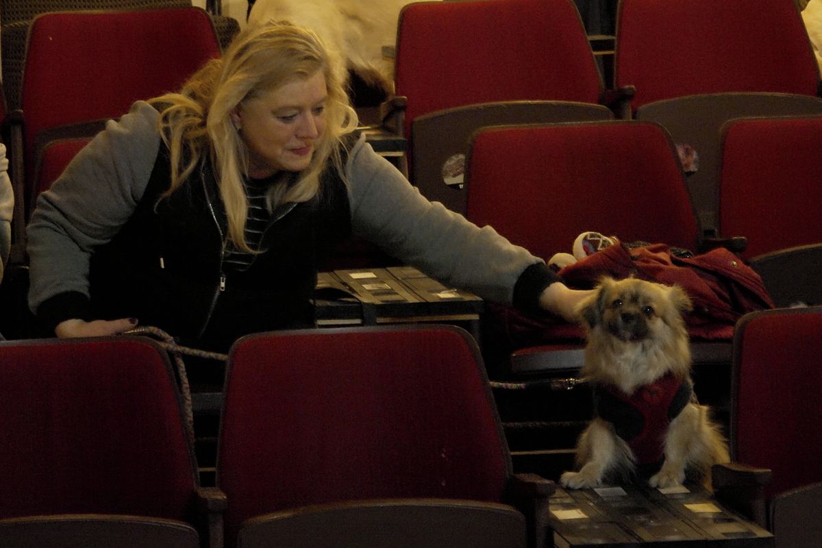 Psí promítání v pražském kině boduje. Pejsci jsou často slušnější než lidé, říkají návštěvníci