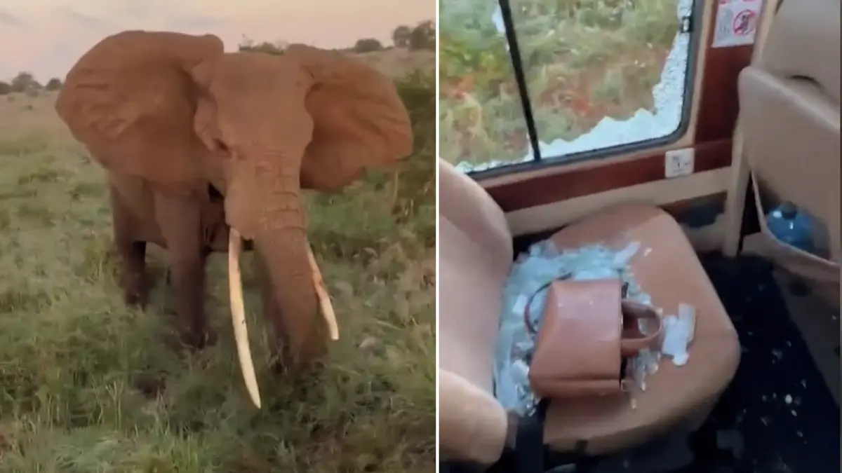 Safari není zoo. Slon v Africe zaútočil na džíp s turisty