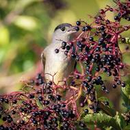Sameček pěnice černohlavé na bezu černém. Kromě těchto bobulí mají pěnice rády i plody střemchy, tisu nebo rybízu.