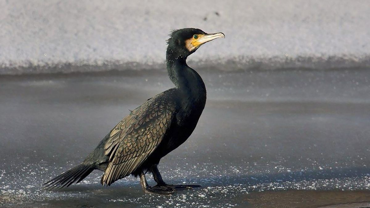 Na Vysočině nejvíc škodí vydry a kormoráni, vlci jen okrajově