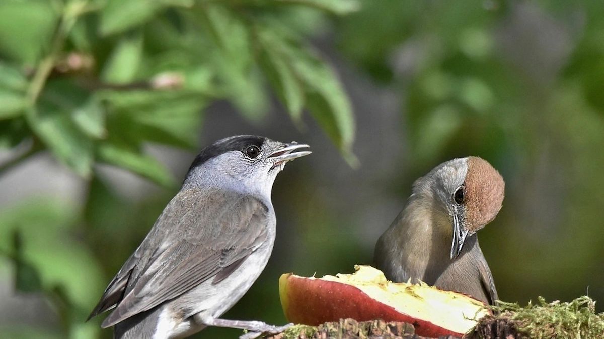 Ptákem roku 2026 je pěnice černohlavá