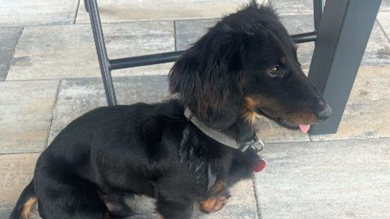 Muž, který v Teplicích utýral jezevčíka, si na verdikt soudu počká ve vazbě