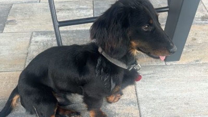 Soud v Teplicích otevřel případ utýraného jezevčíka Žeryka. Obžalovaný k soudu nedorazil, prý má moc práce