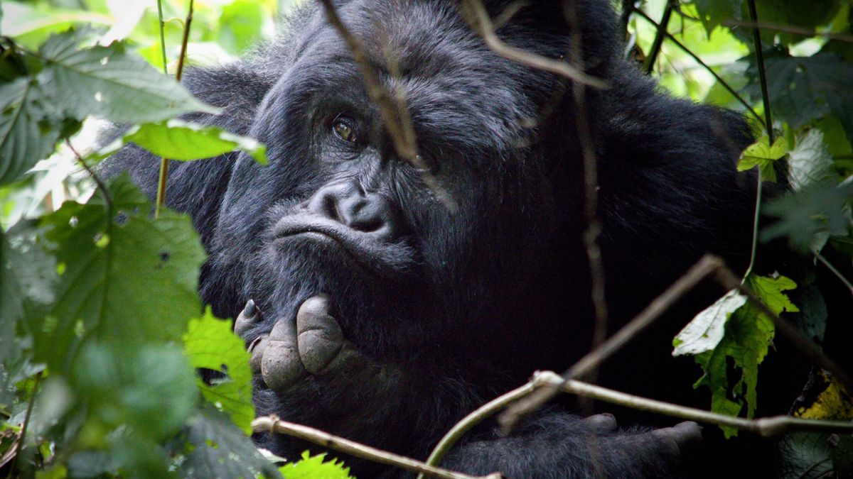 Se záchranou legendárních „goril v mlze“ pomáhají i čeští vědci. Mapují smrtící parazity