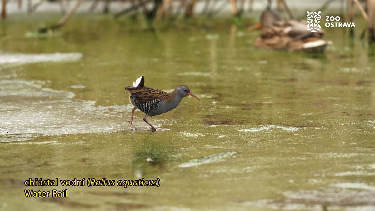 Do ostravské zoo se zatoulal vzácný host. Ptáček, co kvičí jako sele
