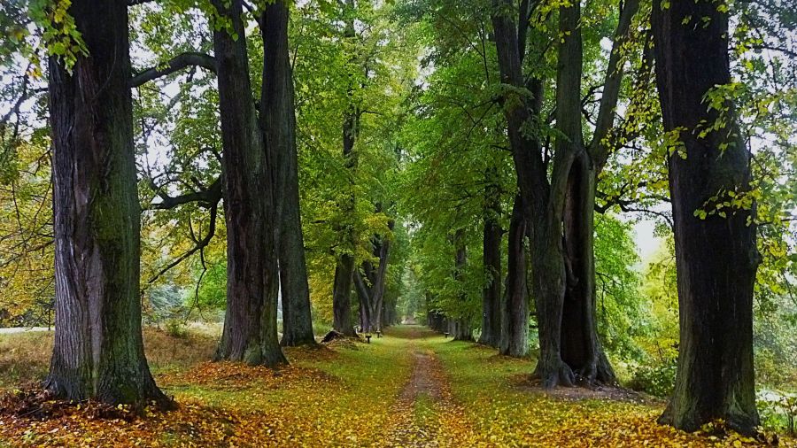 Alejí roku se stalo letité stromořadí u zámku Lemberk na Liberecku