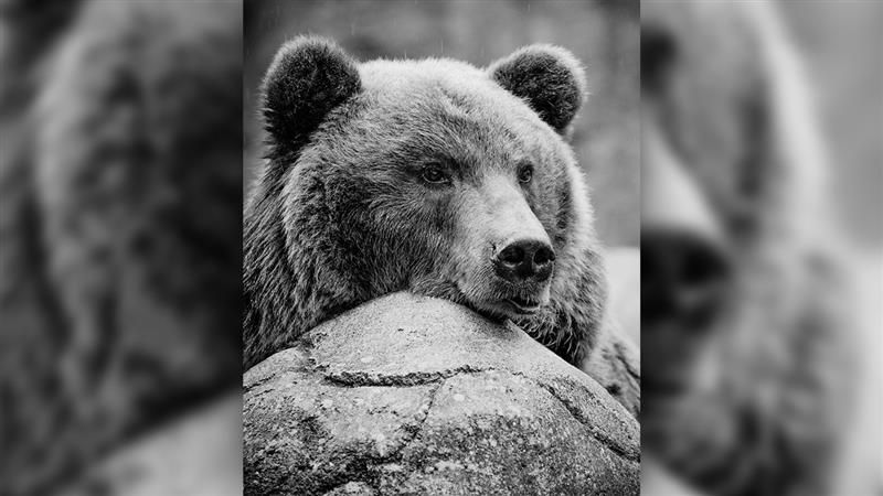 Brněnská zoo přišla o oblíbenou medvědici Kamčatku, dožila se 33 let