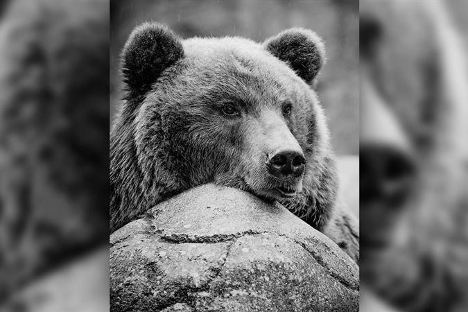 Brněnská zoo přišla o oblíbenou medvědici Kamčatku, dožila se 33 let