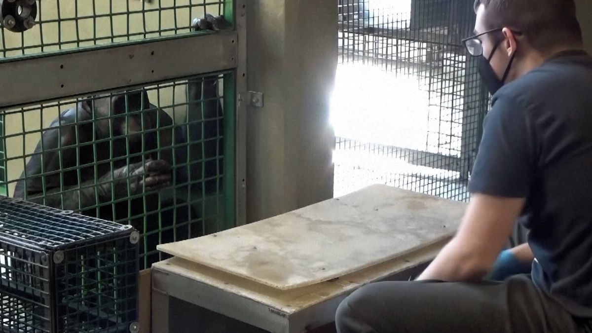 Kanzi: Šimpanz, který porozuměl hře založené na předstírání