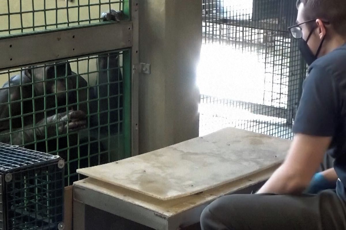 Kanzi: Šimpanz, který porozuměl hře založené na předstírání