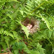 Hnízdo se snůškou pěnice černohlavé