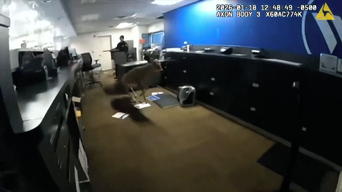 Policisté vyrazili k poplachu v bance v New Yorku, narazili na srnce