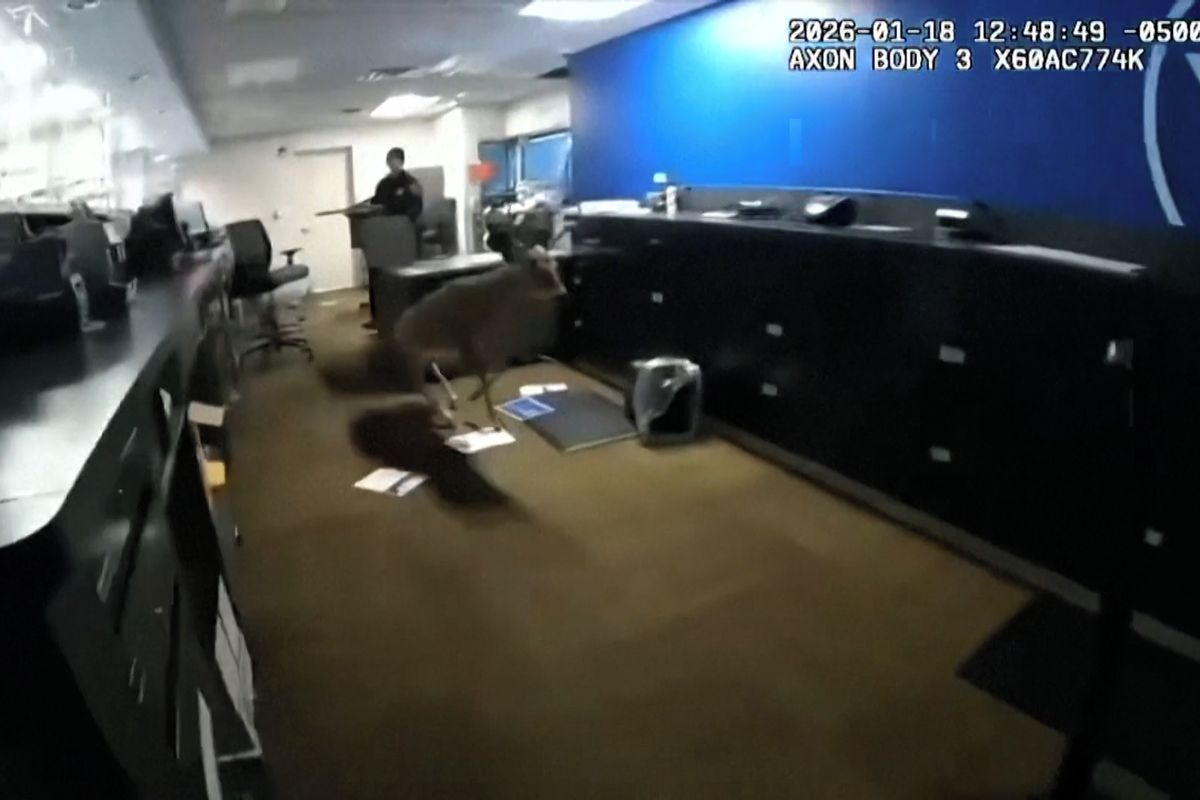 Policisté vyrazili k poplachu v bance v New Yorku, narazili na srnce