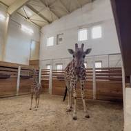 Při práci v boxu je nutné zachovávat odstup, žirafy dokážou kopat předníma i zadníma nohama.