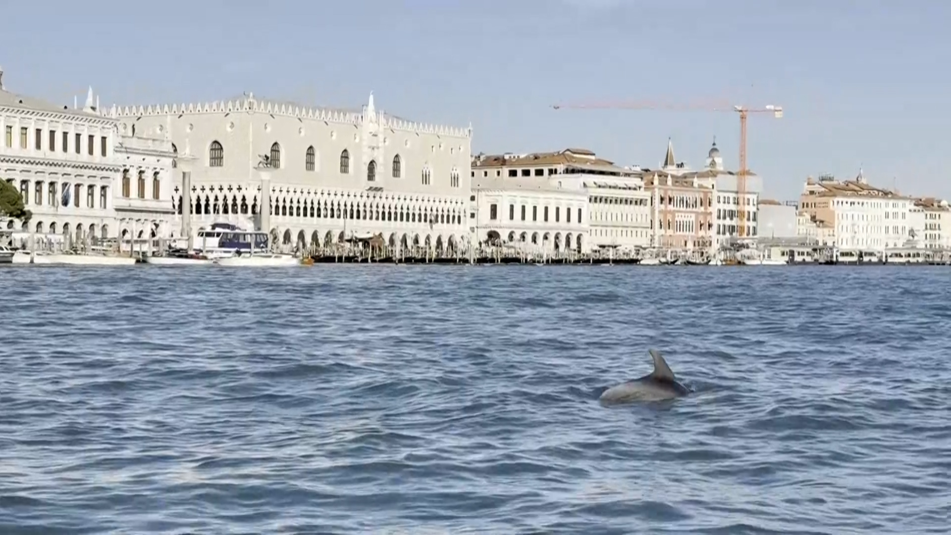 Osamělého benátského delfína ohrožuje nadměrný turismus