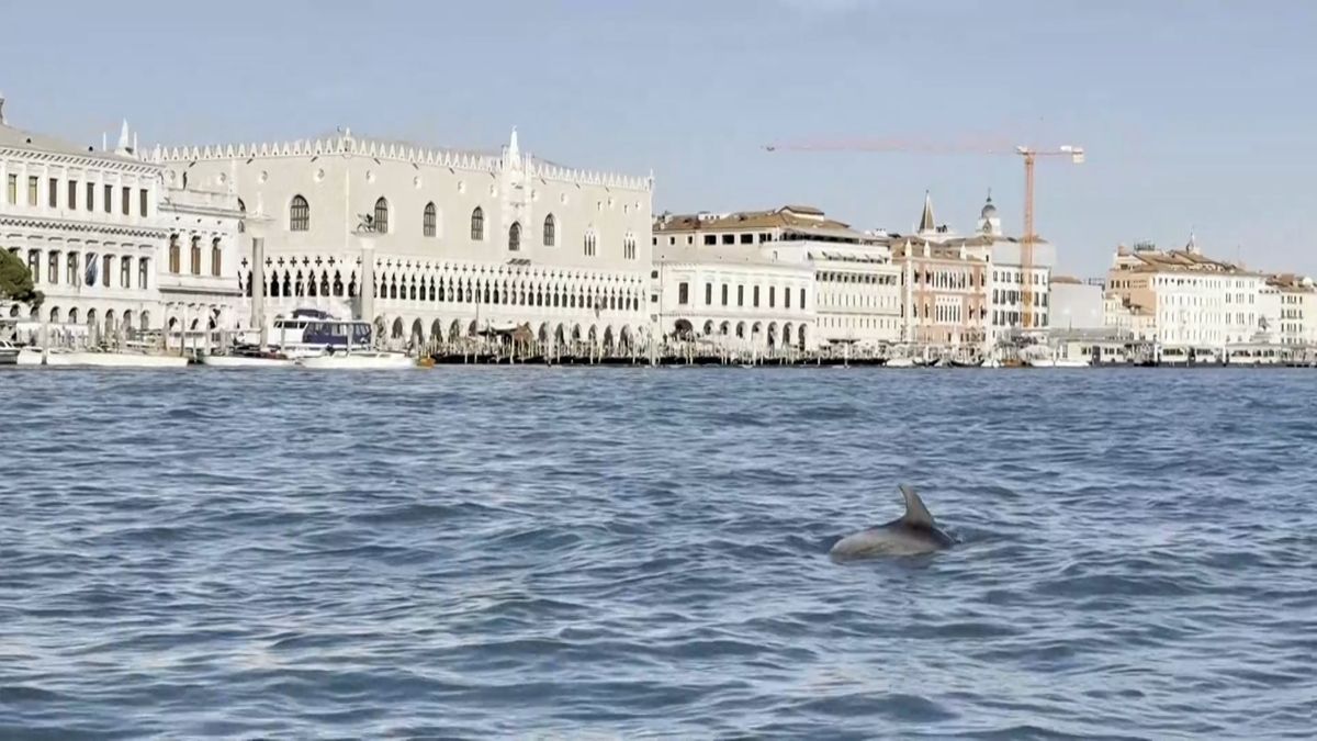 Osamělého benátského delfína ohrožuje nadměrný turismus