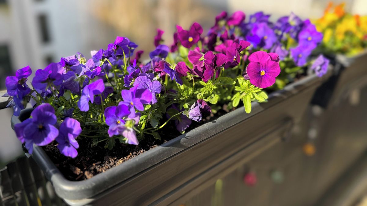 Vyhraje u vás krása či konzumace domácí zeleniny? Nadešel čas osázení truhlíků