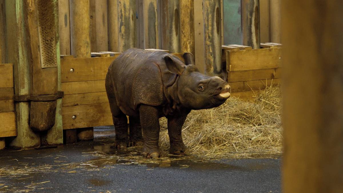 Sameček nosorožce indického Apu v plzeňské zoo rychle roste a přibírá na váze.