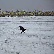 Vojenský hřbitov na jižním předměstí Charkova. Co žlutomodrý prapor, to jeden padlý obránce Ukrajiny.  