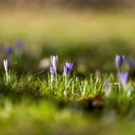 Šafrán Tommasiniho se za slunečného počasí otevírá víc, na noc se zase „zavře“.