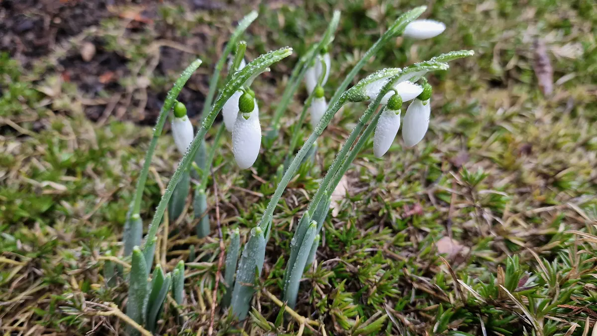 Zima nezima, na Znojemsku začalo jaro. Rozkvétají tam sněženky
