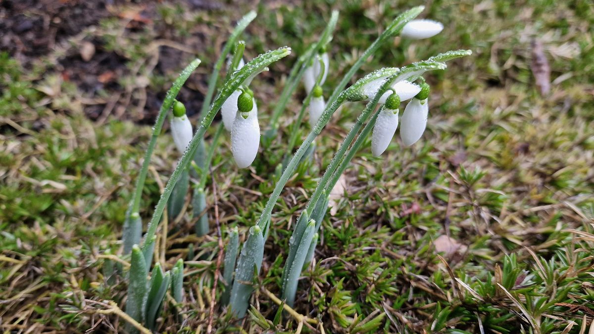 Zima nezima, na Znojemsku začalo jaro. Rozkvétají tam sněženky