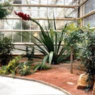 Rostlina je vzrůstem mohutná.