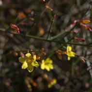 Jasmín nahokvětý a jeho sytě žluté lístky.