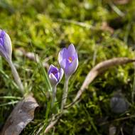 Šafrán Tommasiniho.