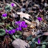 Brambořík jarní je chráněný a vzácný. V průhonickém parku ale kvete už teď.